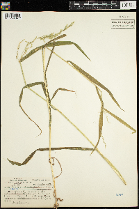 Cinna latifolia image