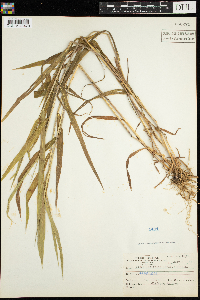 Cinna latifolia image