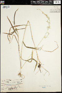 Cinna latifolia image