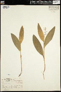 Maianthemum trifolium image