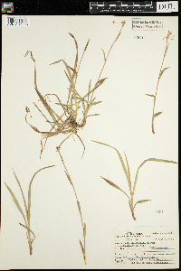 Luzula acuminata image