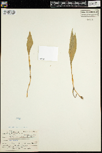 Maianthemum trifolium image