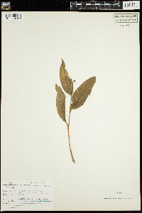 Maianthemum trifolium image
