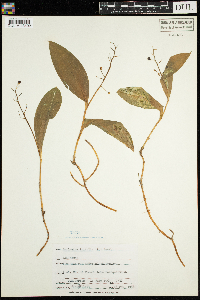 Maianthemum trifolium image