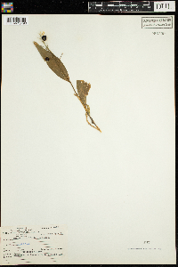 Maianthemum trifolium image