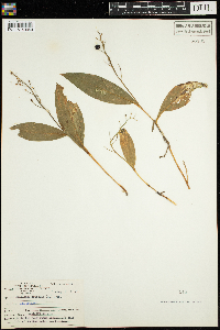 Maianthemum trifolium image