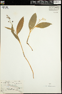 Maianthemum trifolium image