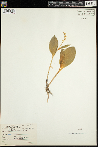 Maianthemum trifolium image