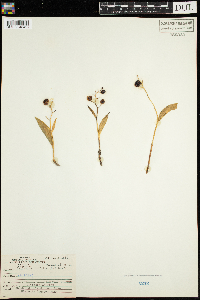 Maianthemum trifolium image