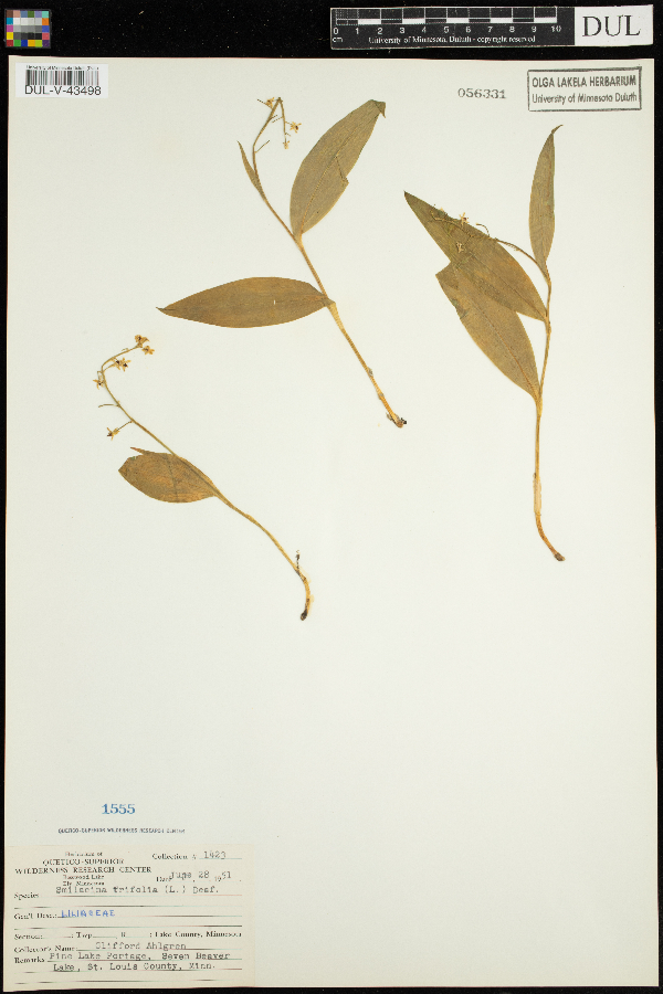 Maianthemum trifolium image