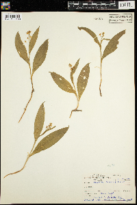Maianthemum trifolium image