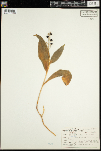 Maianthemum trifolium image