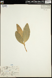 Maianthemum trifolium image