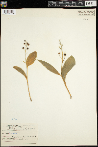 Maianthemum trifolium image