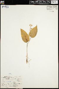 Maianthemum trifolium image