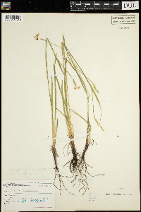 Sisyrinchium angustifolium image