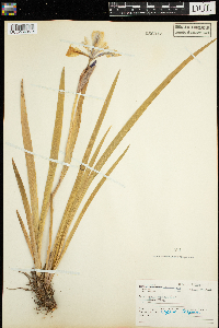 Iris versicolor image