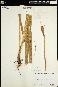 Iris versicolor image