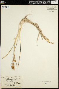 Scheuchzeria palustris image