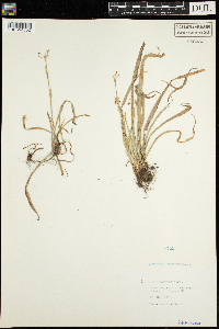 Luzula acuminata image