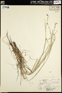 Sisyrinchium angustifolium image