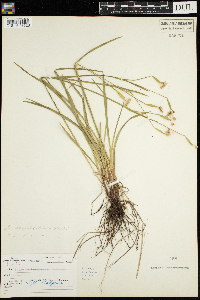 Sisyrinchium angustifolium image
