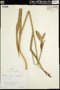 Thumbnail image of current specimen