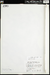 Elodea nuttallii image