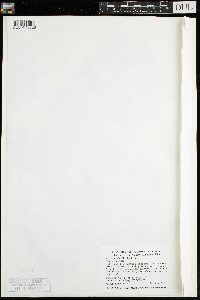 Elodea nuttallii image