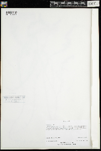 Elodea canadensis image