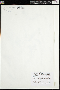 Elodea canadensis image