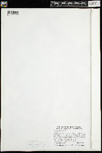 Elodea canadensis image