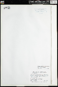 Scirpus atrovirens image
