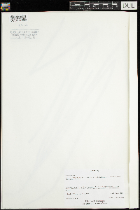 Vallisneria americana image