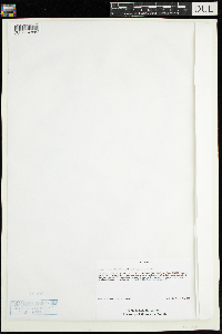 Media resource of Agrostis hyemalis