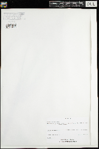 Calamovilfa longifolia image