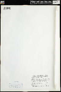 Calamagrostis canadensis image