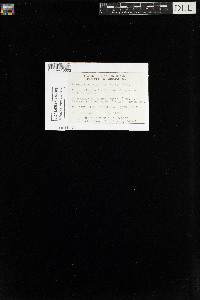 Brachythecium acutum image