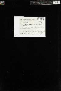 Bryum capillare image