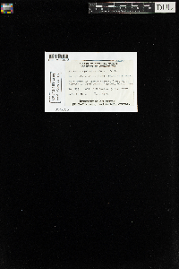 Anomodon rostratus image