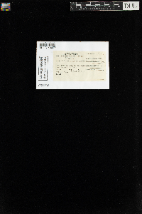 Aulacomnium palustre image