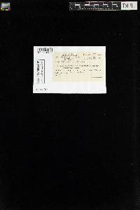 Aulacomnium palustre image