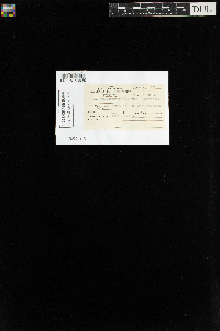 Aulacomnium palustre image