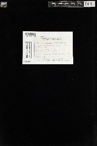 Aulacomnium palustre image