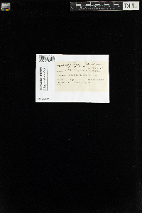 Aulacomnium palustre image