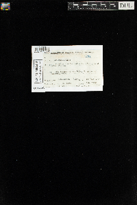 Aulacomnium palustre image