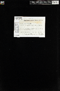 Aulacomnium palustre image