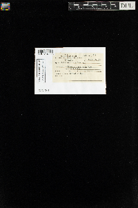 Aulacomnium palustre image