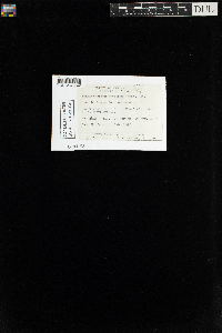 Brachythecium populeum image