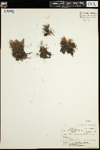 Callitriche hermaphroditica image